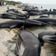 Image: AP